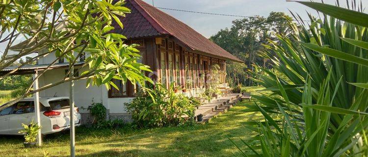 Dijual Bungalow Luas 15 Are View Gunung dan Sawah di Jl Raya Perasi Pertima Karangasem Bali 1