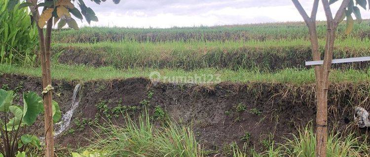 For Lease Land 15 Are View River & Rice Field Near to Pererenan Beach Buduk Mengwi Badung Bali 1