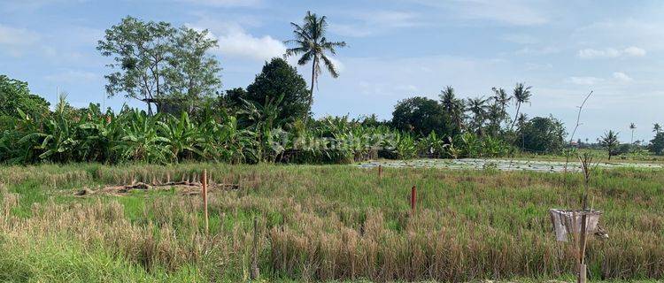 Disewakan Tanah 5 Are Zona Perumahan di Munggu Mengwi Badung Bali 1