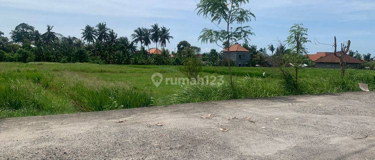 Disewakan Tanah 21 Are Rice Field View di Cemagi Canggu Bali 1