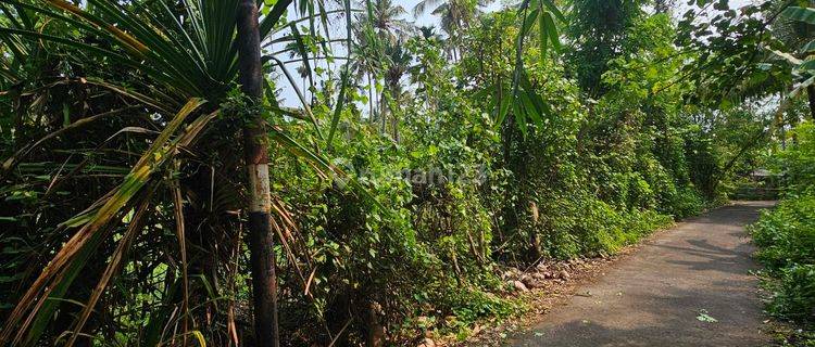 Land For Sale At Lovina Singaraja North BALI 1