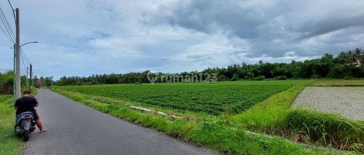 Jual Cepat Sawah Produktif Di Pinggir Jalan Aspal Banyuwangi Kota 1