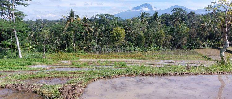 Tanah Sawah Murah Bawah Harga Pasar di Tabanan Bali 1