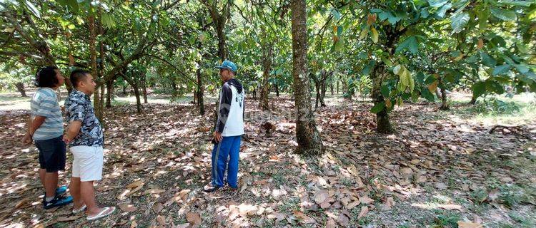 Tanah Kebun Murah 30.000m2 Dijual Bawah Pasar di Singaraja 1