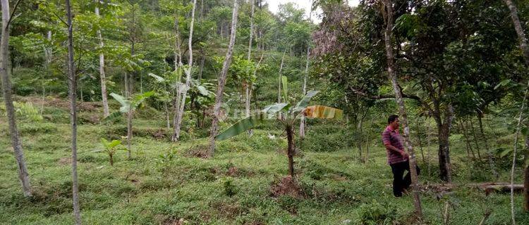 Lokasi untuk investasi ataupun berkebun lokasi strategis  1