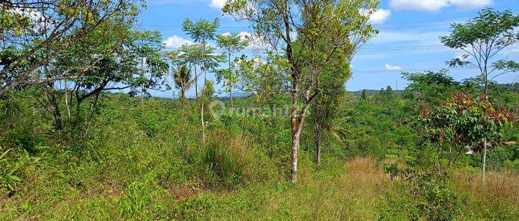 Tanah murah nempel jalan raya untuk investasi dicikidang 1