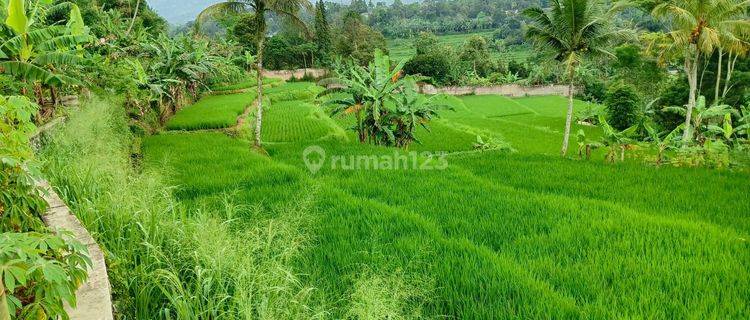 Tanah sawah+rumah sangat strategis view lepas ke gunung  1