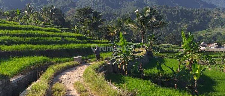 Tanah sawah sangat strategis view lepas ada kali sungai  1