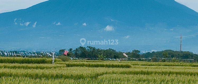 Tanah untuk investasi+pertanian sawah sangat strategis digeopak 1