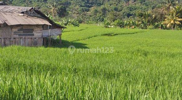 Tanah sawah subur sangat strategis view lepas ke gunung  1