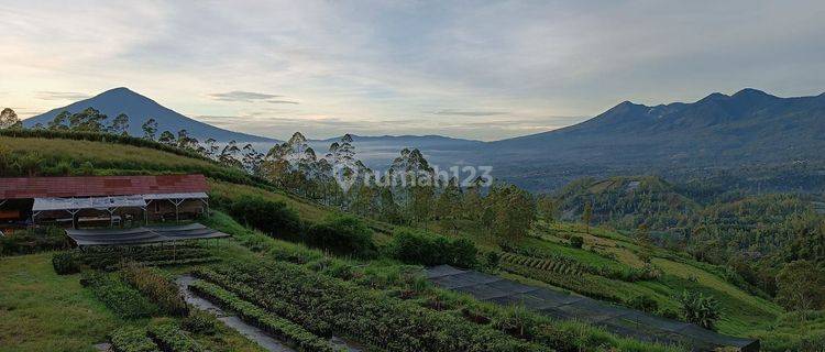 Tanah kebun alpukat di Garut 1