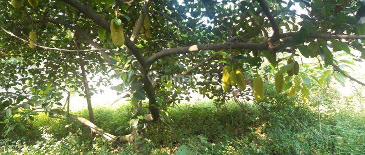 Jual Tanah Kebon di Gunung Sindur Lt 3395 SHM 1