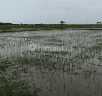 Tanah Sawah Pontang Harga Miring 1