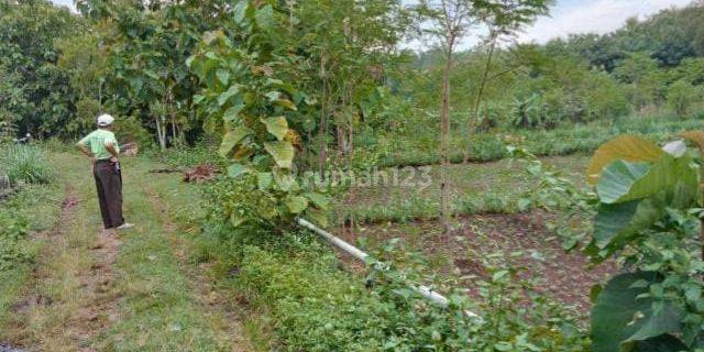 Tanah Murah Cocok Utk Perkebunan, Peternakan, Agro Wisata Atau Industri 1