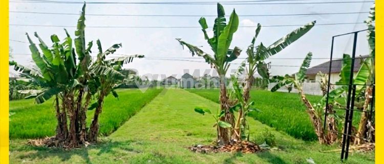 Tanah Cocok untuk Usaha Kawasan Ramai Jaten 1