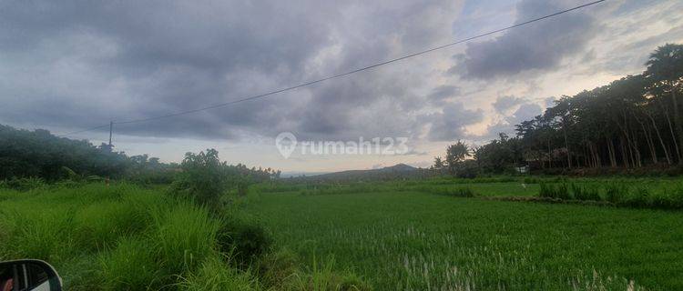 Global 1,2 bilion,beautiful view  rice sawah and yellow zone 1