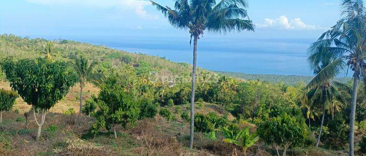 For sale beautiful land in Buleleng Singaraja with ocean view 1