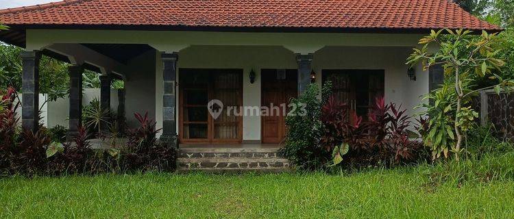 For Sale Semi Villa In Lovina With Ricefild View And Area Resort  1