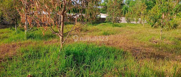 For Sale Good Land And Good Acces Near Lovina Central With Wall Around  1