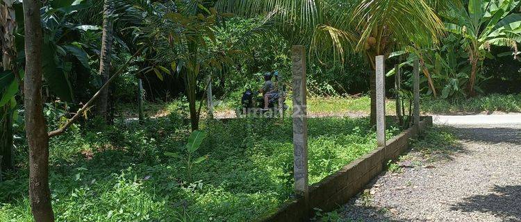 For Sale Land Bonus Joglo House, 360m2 Land Just Walking Distance To The Lovina Beach,directo Owner 1