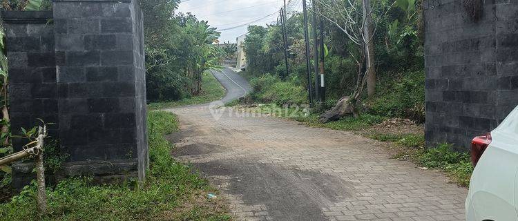 For sale Kani durian plantation 35 trees can build a villa with mountain and rice field views 1