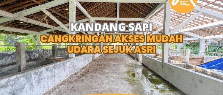 Jual Tanah Cangkringan Cocok Untuk Beternak Sapi Kambing 1