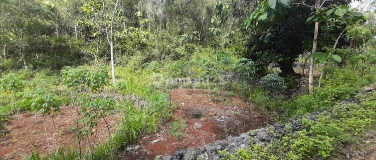 TANAH TEGALAN MURAH DI RONGKOP GUNUNG KIDUL 1