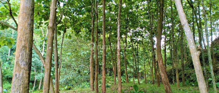 Dijual Tanah Kebun Jati Subur, Lokasi Lokasi Kerjo, Karanganyar 1