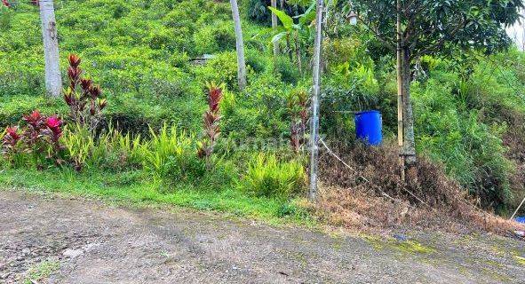 Dijual Tanah Samping Kebun Teh Utara Pasar Kemuning, Ngargoyoso 1