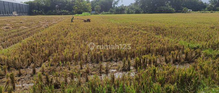 Dijual Tanah Sawah Akses Jalan Lebar di Pandeyan, Tasikmadu, Karanganyar 1