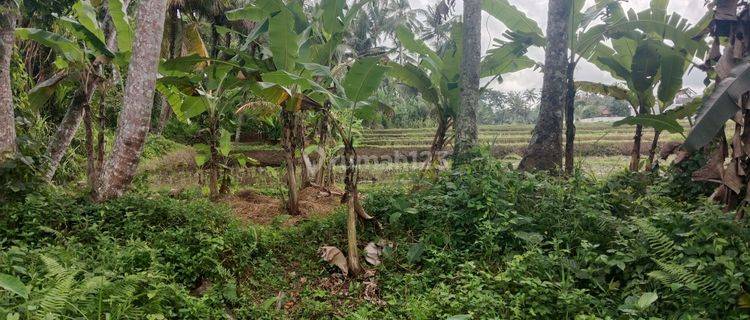 Land for Rent in Ubud Area 5 Minutes to ITR Kuning Center 1