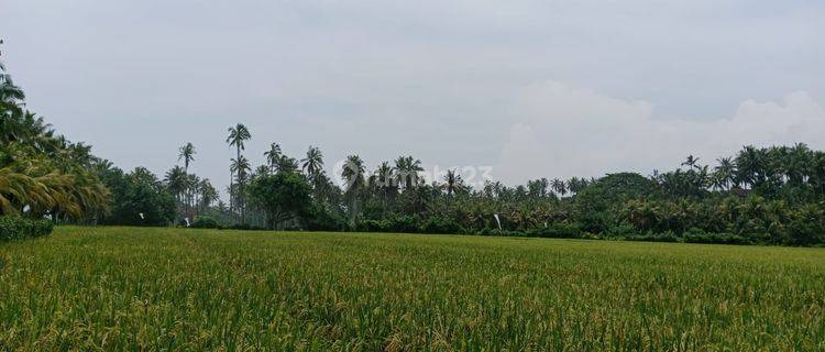 Tanah di Jlan pura mejan tabanan 4700 m² SHM 1