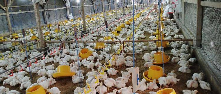 DIJUAL CEPAT TANAH Eks Peternakan Ayam Bandung 1