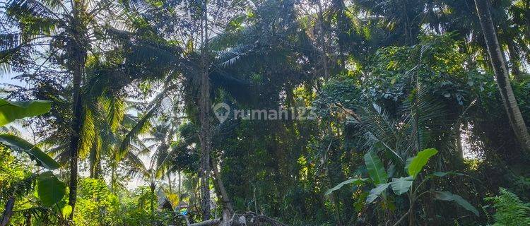 Tanah murah Pejeng Los Sungai Dan Jungle 1