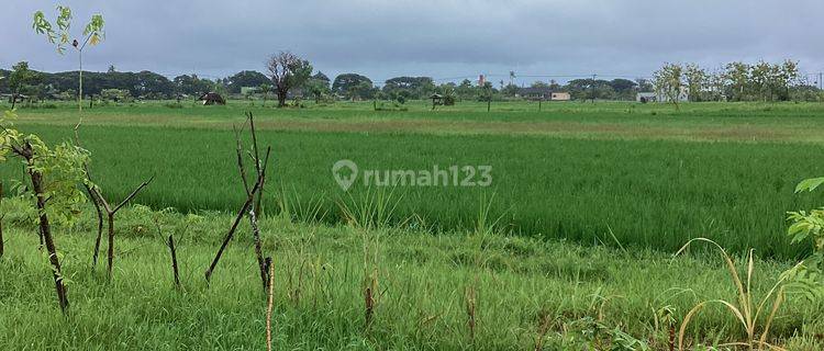 TANAH LEASE HOLD LOVINA SIAP DI BANGUN 1