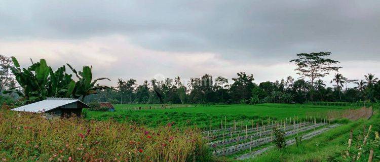 Tanah dengan View Sawah dan Gunung Batukaru 1