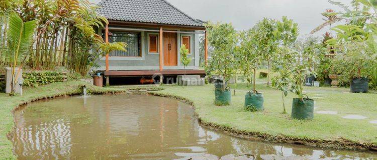 Holistic Healing Villa With River, Mountain Ricefield View In Baturiti Tabanan 1