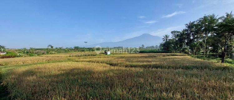 Tanah Sawah Strategis Pinggir Jalan Utama Banyumas Purbalingga 1