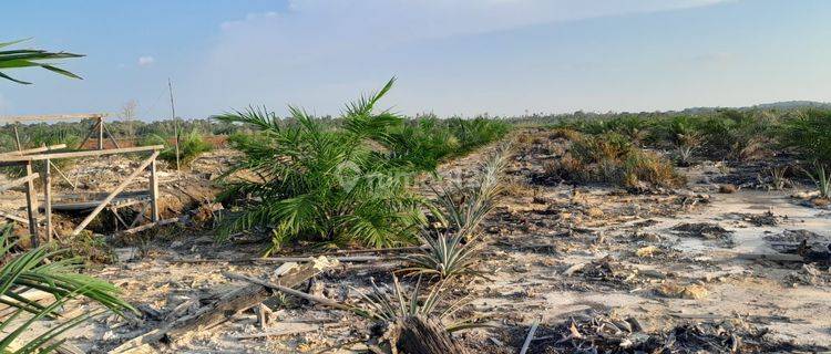 Lahan Kebun Sawit Siap Tanam Dekat Pontianak 1