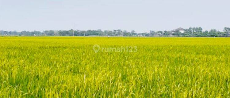 Dijual Kavling Sawah Aktif di Desa Plawad Karawang Timur 1