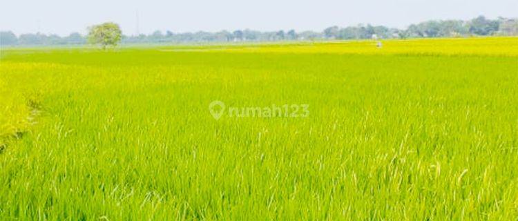 Dijual Kavling Sawah Aktif di Desa Plawad Karawang Timur  1