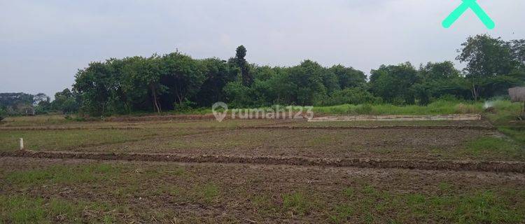 Sawah Produktif 1000 m Dekat Jalan Raya Cikampek Karawang 1