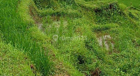 Buc Tanah View Gunung, Sawah Dan Sungai Tabanan 1