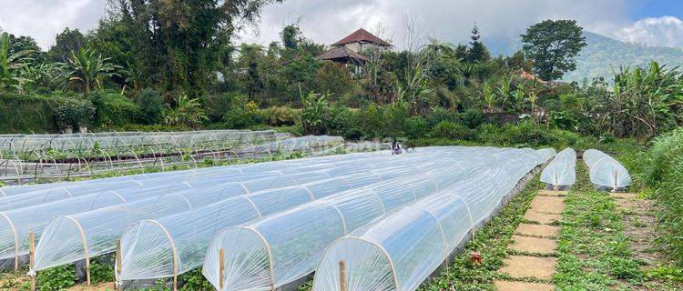 Tanah Perkebunan View Danau & Perbukitan di Bedugul Buleleng 1