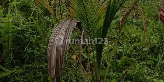 Dijual Cepat Sebidang Tanah Darat Luas di Desa Kulim  1