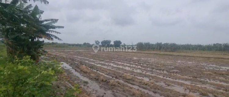 Tanah Murah Strategis Wonosalam 4120m2 Hadap Selatan 1