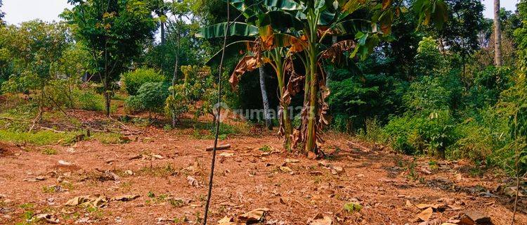 Tanah SHM Dekat Pemukiman di Mijen Semarang 1