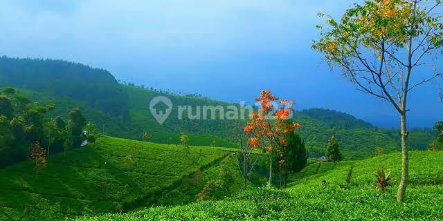 Jual Cepat Lahan Perkebunan Teh Masik Aktif Di Majalengka, Jaaa Barat 1