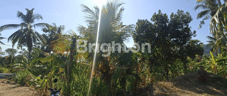 Cheap land on the side of the road with views of the hills and the sea of Buleleng 1