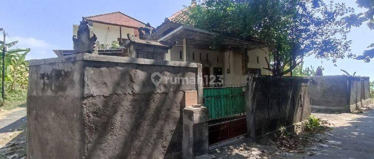 Pa08 Rumah Sederhana Dan Nyaman Daerah Pemaron Buleleng 1